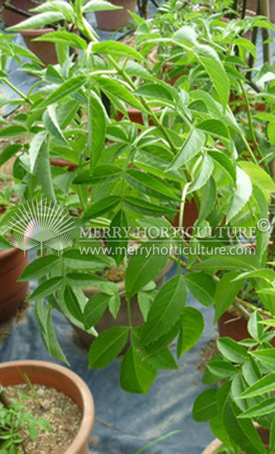 Leea indica leaves
